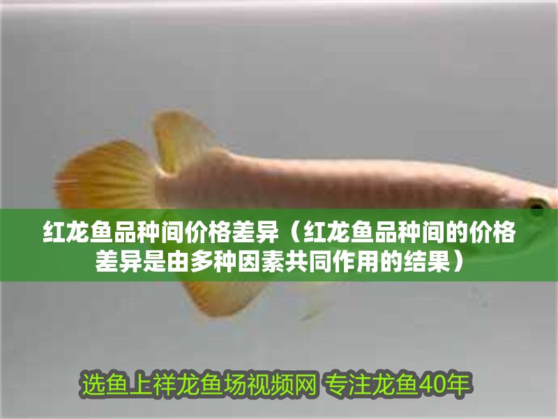 紅龍魚品種間價格差異（紅龍魚品種間的價格差異是由多種因素共同作用的結果）