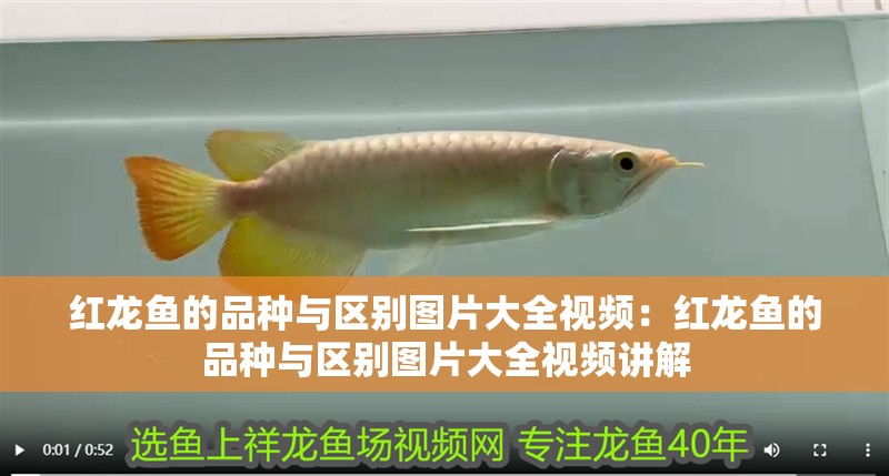 紅龍魚的品種與區別圖片大全視頻：紅龍魚的品種與區別圖片大全視頻講解