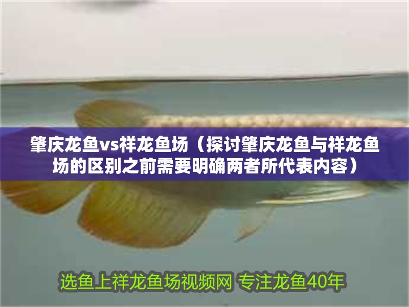 肇慶龍魚vs祥龍魚場(chǎng)（探討肇慶龍魚與祥龍魚場(chǎng)的區(qū)別之前需要明確兩者所代表內(nèi)容）