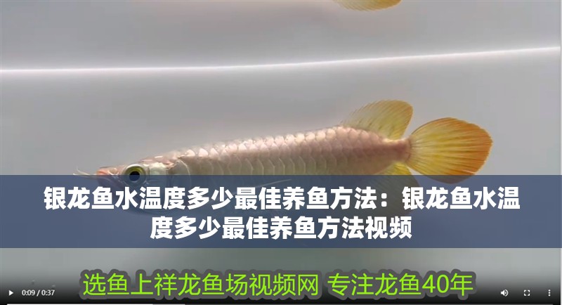銀龍魚水溫度多少最佳養魚方法：銀龍魚水溫度多少最佳養魚方法視頻