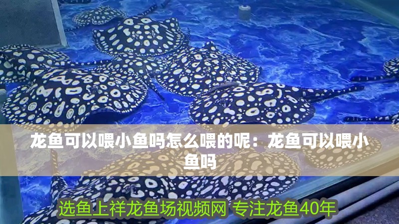 龍魚可以喂小魚嗎怎么喂的呢：龍魚可以喂小魚嗎