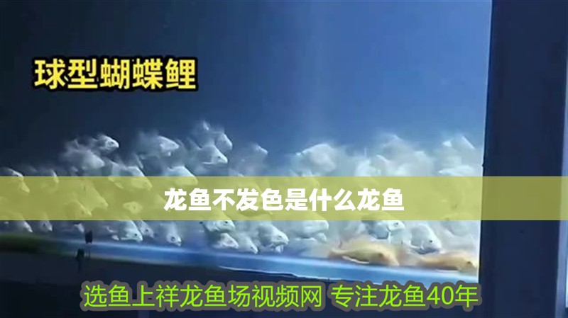 龍魚不發色是什么龍魚