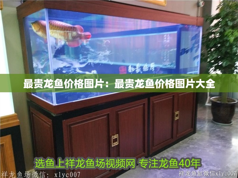 最貴龍魚價(jià)格圖片：最貴龍魚價(jià)格圖片大全