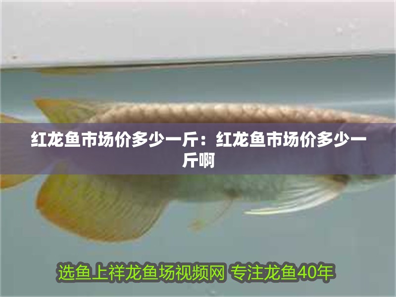 紅龍魚市場價多少一斤：紅龍魚市場價多少一斤啊