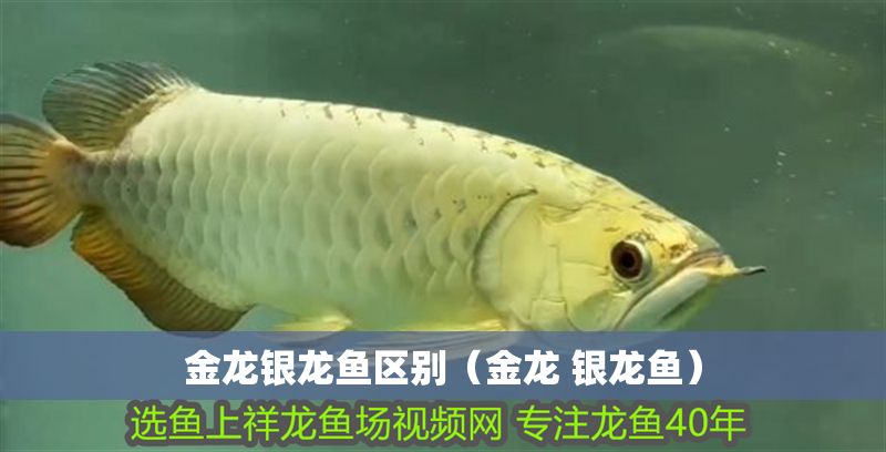 金龍銀龍魚區(qū)別（金龍 銀龍魚）