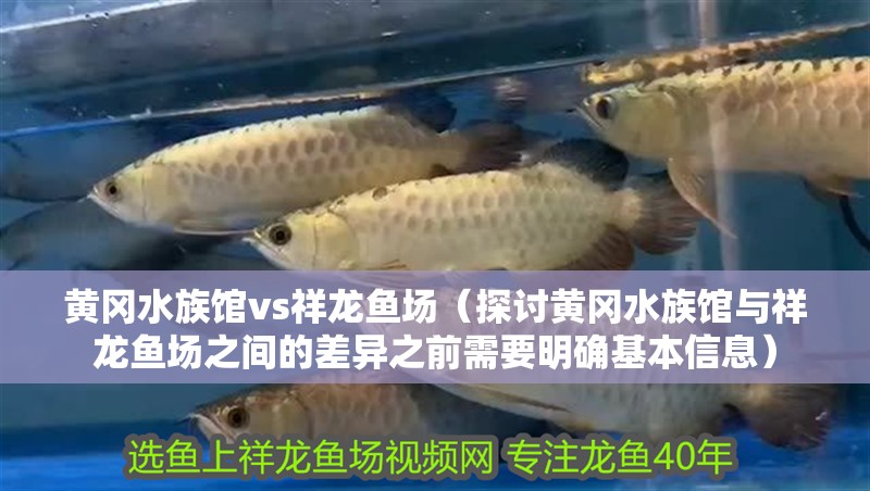 黃岡水族館vs祥龍魚場(chǎng)（探討黃岡水族館與祥龍魚場(chǎng)之間的差異之前需要明確基本信息）