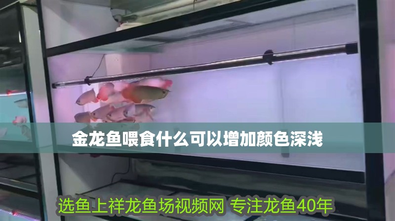 金龍魚喂食什么可以增加顏色深淺
