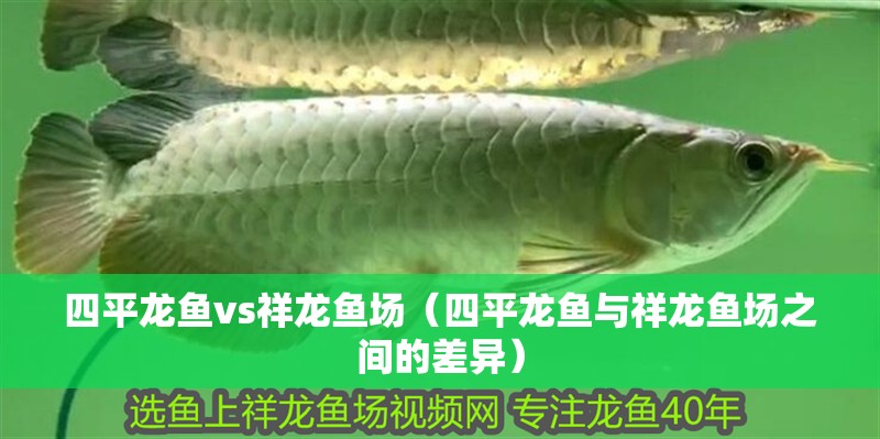 四平龍魚vs祥龍魚場（四平龍魚與祥龍魚場之間的差異）
