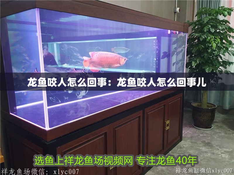 龍魚咬人怎么回事：龍魚咬人怎么回事兒