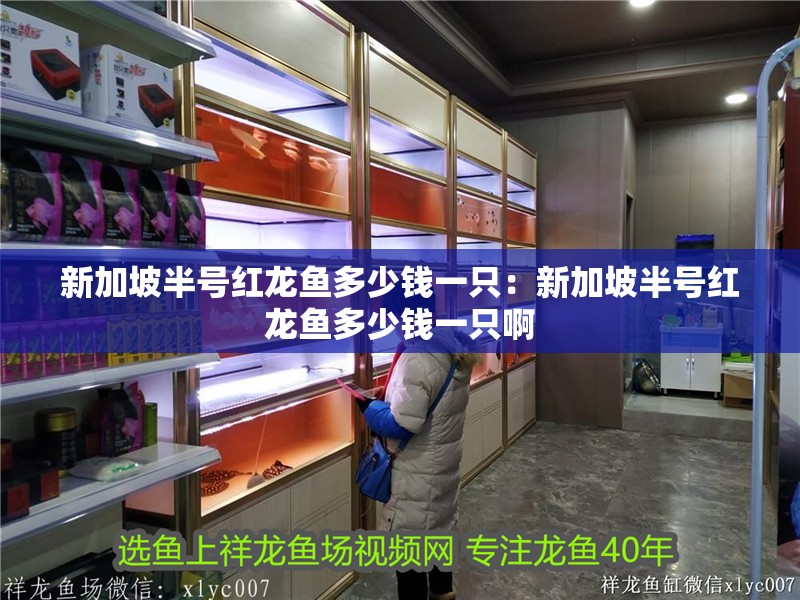 新加坡半號(hào)紅龍魚(yú)多少錢一只：新加坡半號(hào)紅龍魚(yú)多少錢一只啊