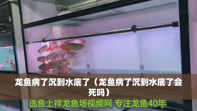 龍魚病了沉到水底了（龍魚病了沉到水底了會死嗎）