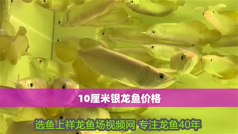10厘米銀龍魚價格