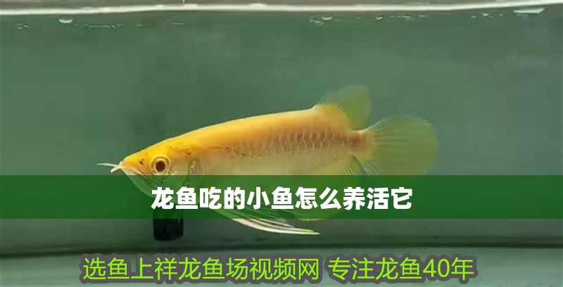龍魚吃的小魚怎么養活它