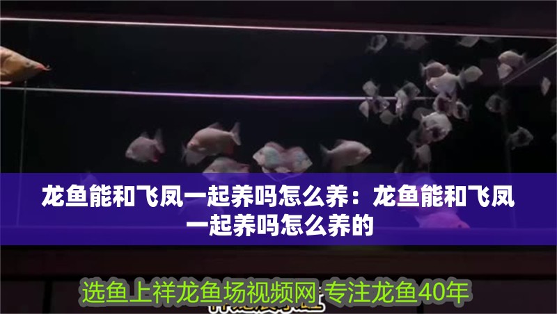 龍魚能和飛鳳一起養(yǎng)嗎怎么養(yǎng)：龍魚能和飛鳳一起養(yǎng)嗎怎么養(yǎng)的