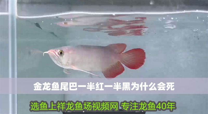 金龍魚尾巴一半紅一半黑為什么會死