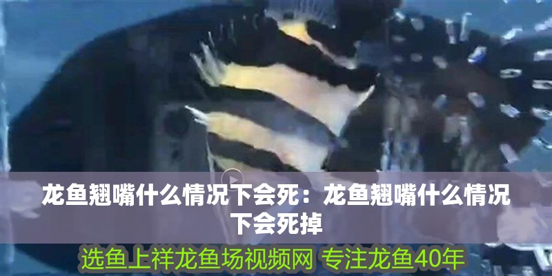 龍魚翹嘴什么情況下會死：龍魚翹嘴什么情況下會死掉