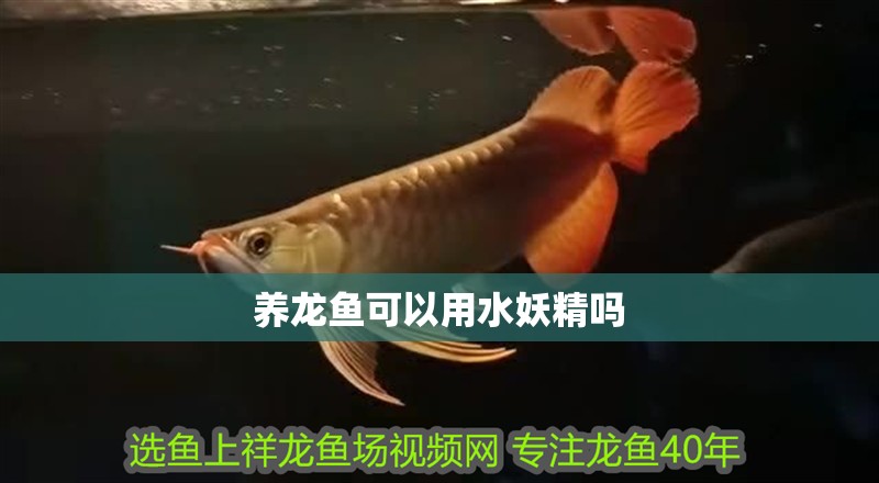 養(yǎng)龍魚可以用水妖精嗎