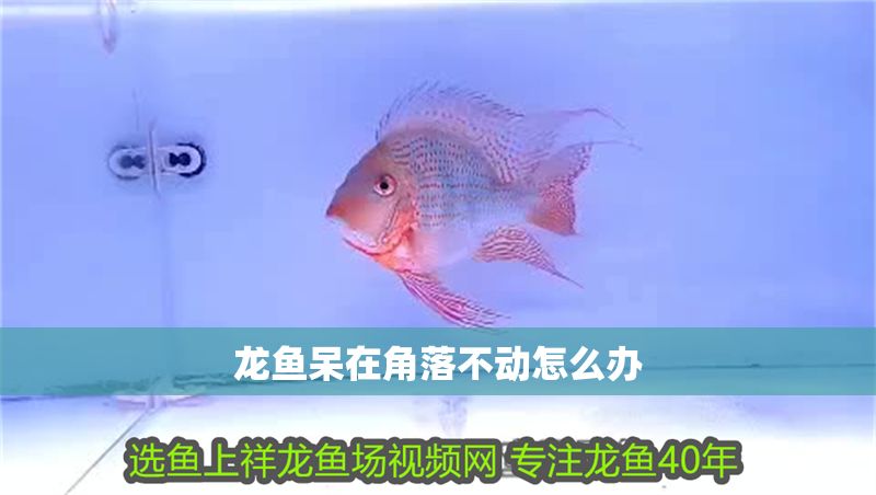 龍魚呆在角落不動怎么辦 龍魚呆在角落不動怎么辦 龍魚百科 第2張