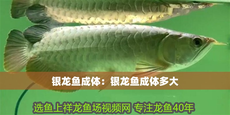 銀龍魚成體：銀龍魚成體多大