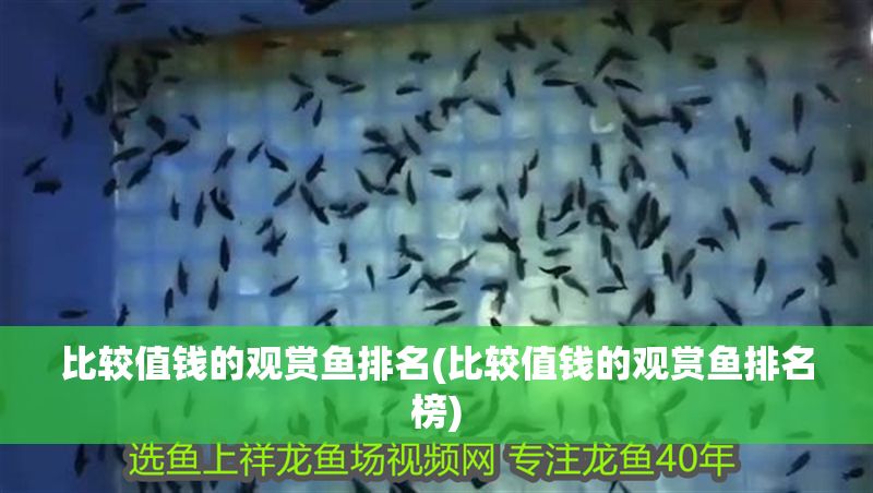 比較值錢的觀賞魚排名(比較值錢的觀賞魚排名榜)