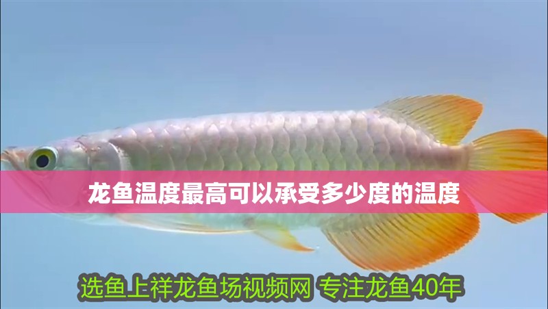 龍魚溫度最高可以承受多少度的溫度