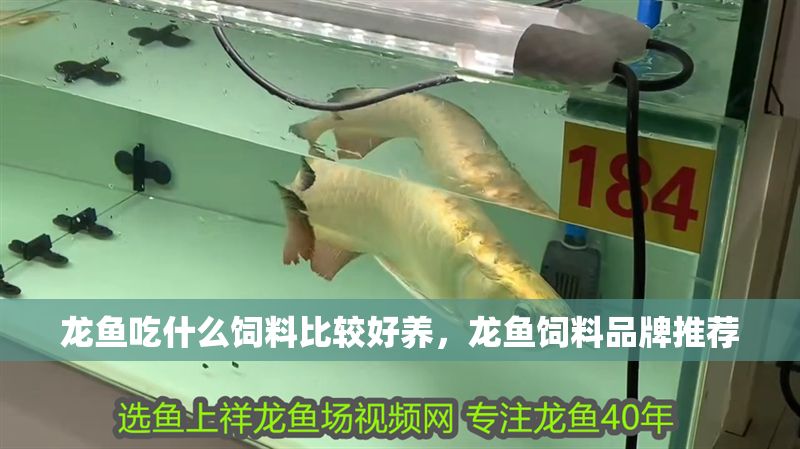 龍魚(yú)吃什么飼料比較好養(yǎng)，龍魚(yú)飼料品牌推薦