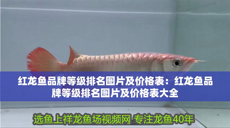紅龍魚品牌等級(jí)排名圖片及價(jià)格表：紅龍魚品牌等級(jí)排名圖片及價(jià)格表大全