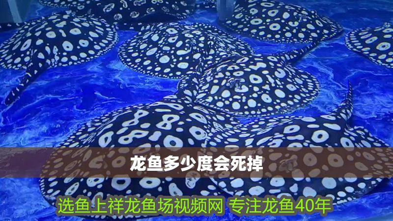 龍魚多少度會死掉