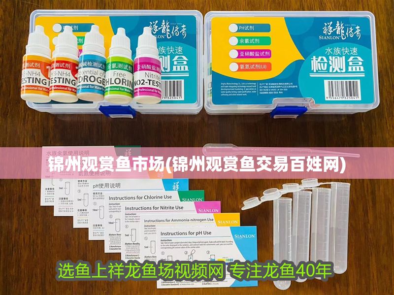 錦州觀賞魚市場(錦州觀賞魚交易百姓網)