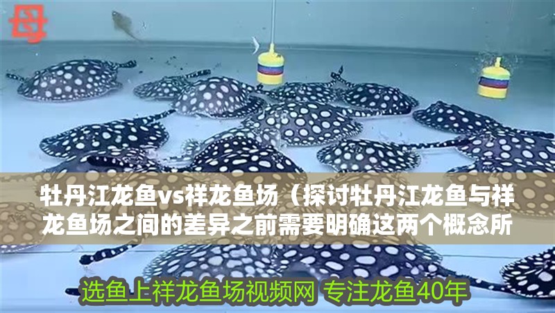 牡丹江龍魚vs祥龍魚場（探討牡丹江龍魚與祥龍魚場之間的差異之前需要明確這兩個概念所指的對象）