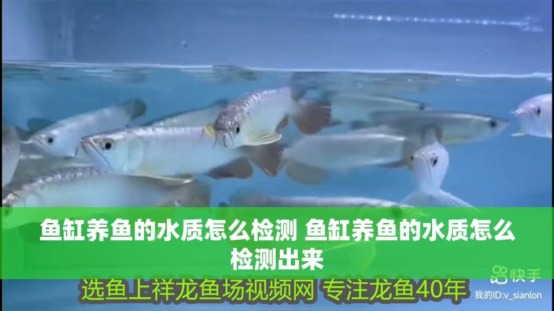 魚缸養魚的水質怎么檢測 魚缸養魚的水質怎么檢測出來