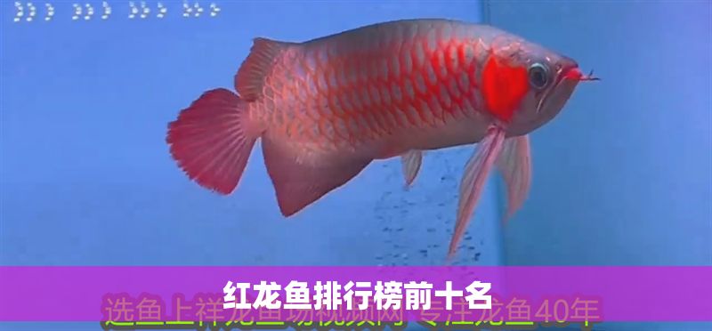 紅龍魚排行榜前十名