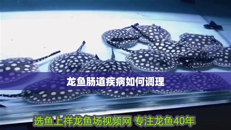 龍魚腸道疾病如何調理