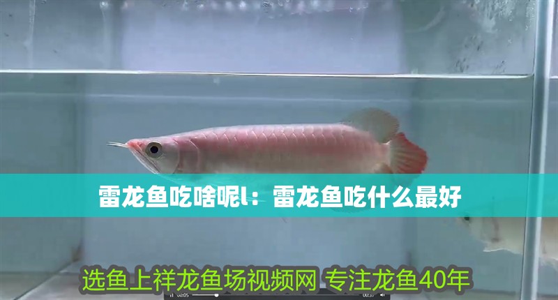 雷龍魚吃啥呢l：雷龍魚吃什么最好