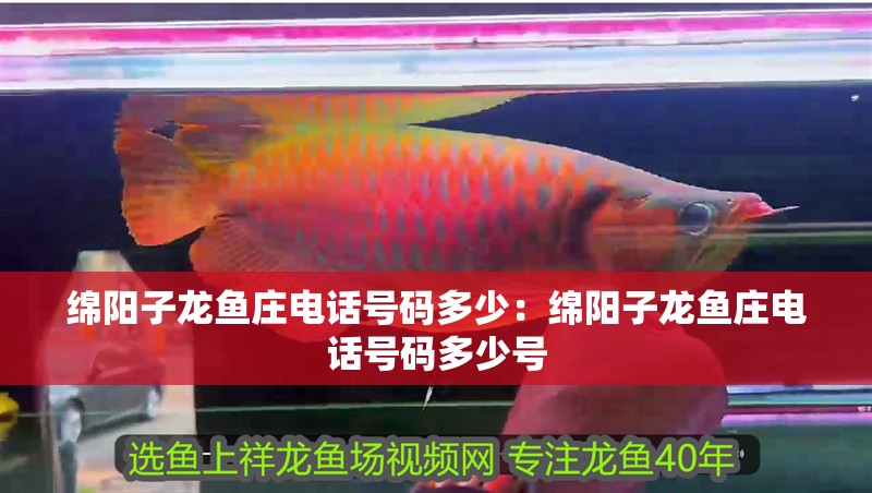 綿陽子龍魚莊電話號碼多少：綿陽子龍魚莊電話號碼多少號
