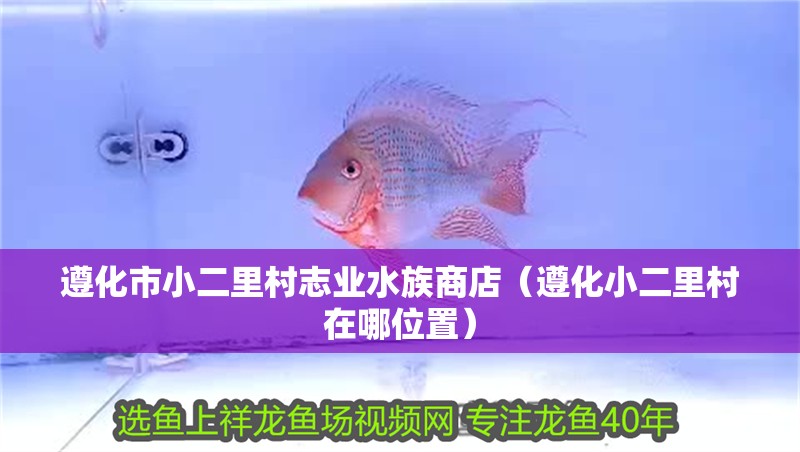 遵化市小二里村志業(yè)水族商店（遵化小二里村在哪位置）