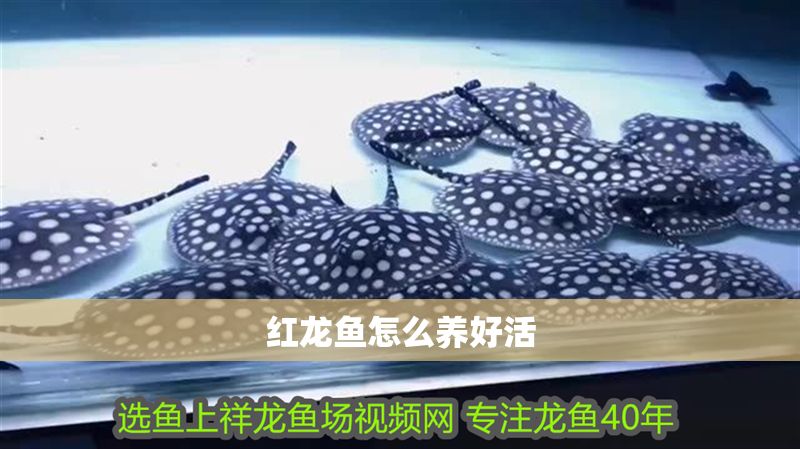 紅龍魚怎么養(yǎng)好活