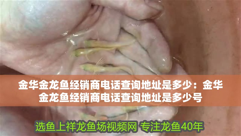 金華金龍魚經銷商電話查詢地址是多少:金華金龍魚經銷商電話查詢地址是多少號