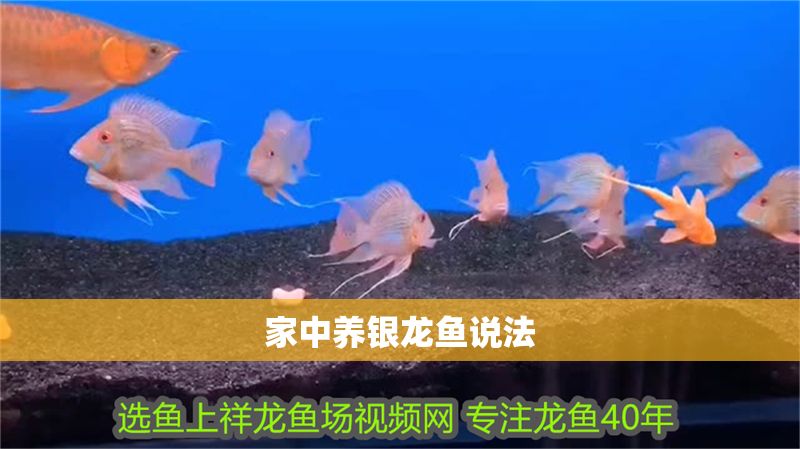 家中養銀龍魚說法 龍魚百科 第2張 家中養銀龍魚說法 家中養銀龍魚說法 龍魚百科 第2張