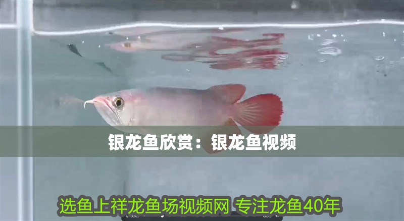 銀龍魚欣賞：銀龍魚視頻