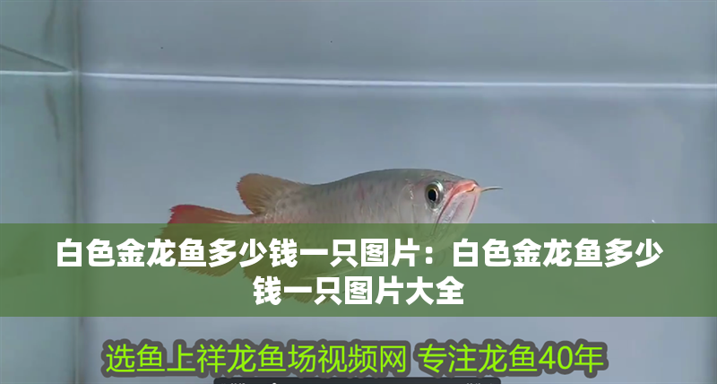 白色金龍魚多少錢一只圖片：白色金龍魚多少錢一只圖片大全
