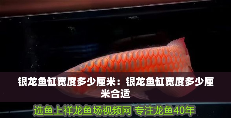 銀龍魚缸寬度多少厘米：銀龍魚缸寬度多少厘米合適