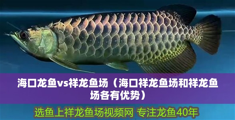 海口龍魚vs祥龍魚場(海口祥龍魚場和祥龍魚場各有優(yōu)勢) 全國水族館企業(yè)名錄 第1張 海口龍魚vs祥龍魚場(海口祥龍魚場和祥龍魚場各有優(yōu)勢) 海口龍魚vs祥龍魚場(海口祥龍魚場和祥龍魚場各有優(yōu)勢) 全國水族館企業(yè)名錄 第1張