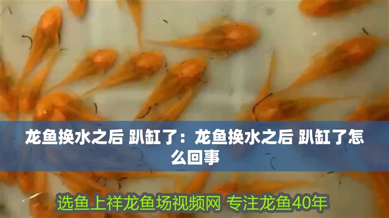 龍魚(yú)換水之后 趴缸了:龍魚(yú)換水之后 趴缸了怎么回事 水族問(wèn)答 龍魚(yú)換水之后 趴缸了:龍魚(yú)換水之后 趴缸了怎么回事 龍魚(yú)換水之后 趴缸了:龍魚(yú)換水之后 趴缸了怎么回事 水族問(wèn)答