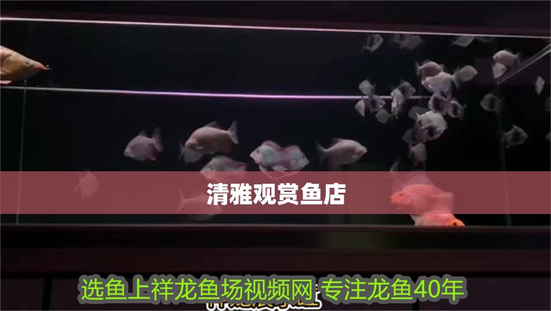 清雅觀賞魚店