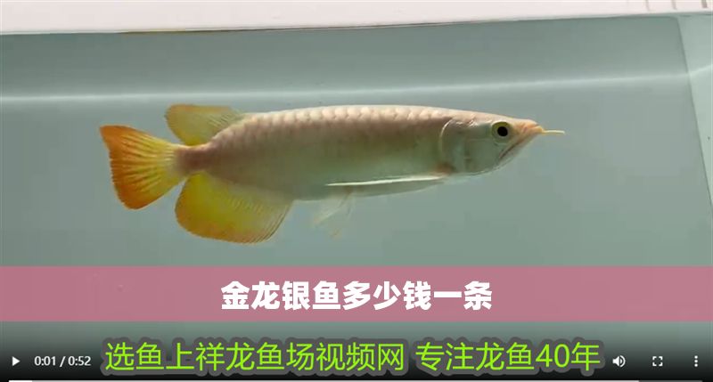 金龍銀魚多少錢一條