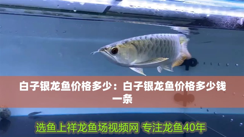 白子銀龍魚價(jià)格多少：白子銀龍魚價(jià)格多少錢一條