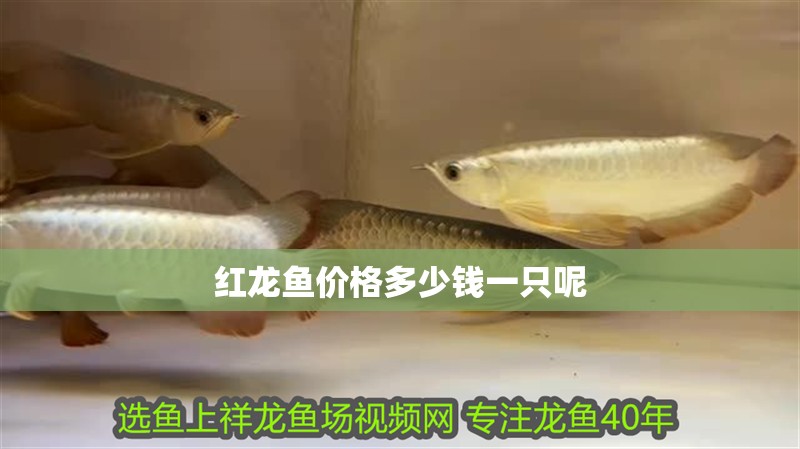 紅龍魚價格多少錢一只呢