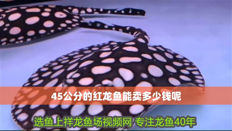 45公分的紅龍魚能賣多少錢呢