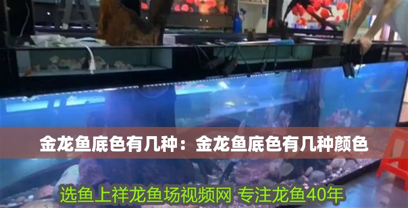 金龍魚底色有幾種：金龍魚底色有幾種顏色